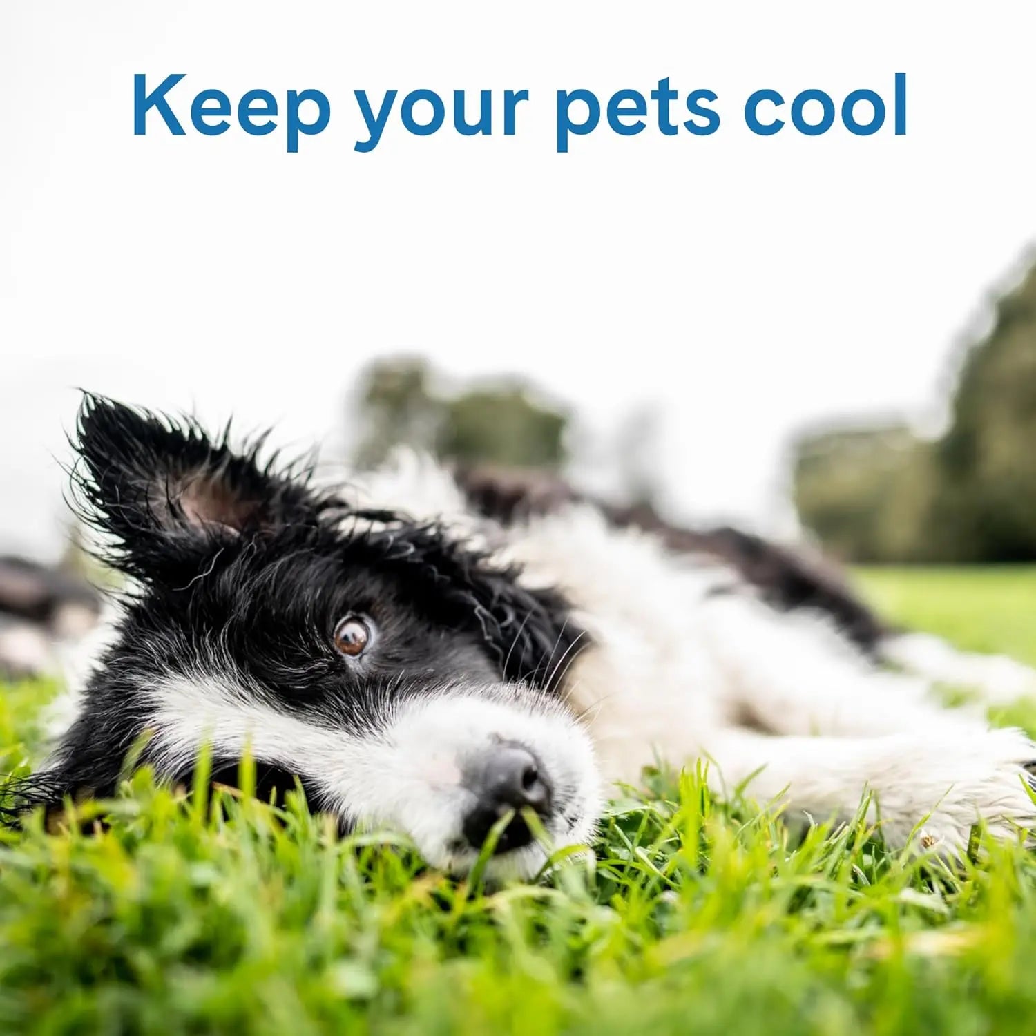 Large Blue Self-Cooling Mat Dogs & Cats